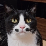 「可愛い猫の真実を知りたいですか？」おすまし顔の愛猫だが…（「chat noir」さん提供）