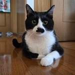 飼い主さんをじーっと見つめる虎徹くん（画像提供：うさきなさん）
