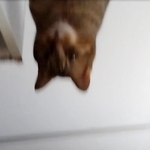 猫らしき姿が！ もしかしてこれはあの子では…（画像提供：まぁ-ﾁｬﾝさん）