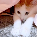 両前足をぐーんと伸ばしてこたつでくつろぐ菅田くん（画像提供：菅田ホタテさん）