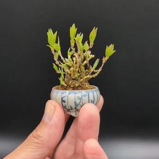 ヒメウツギの豆盆栽が「X」で話題に（画像提供：善福寺まことさん ※動画よりキャプチャ、画像を一部トリミング）