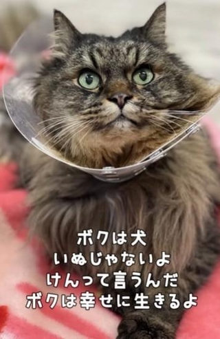 ぼくは（犬）いぬじゃないよ、（犬）けんっていうんだ(「しあわせにゃん家」さん提供、Instagramよりキャプチャ撮影)