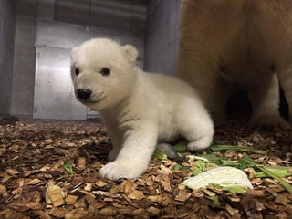 あっちこっち気の向くまま進む赤ちゃん（3.22の公式ブログから：提供＝よこはま動物園ズーラシア）