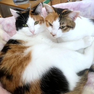 仲良く添い寝する（左から）みくちゃんとるりちゃん（画像提供：ねこ好きさゆりんさん）