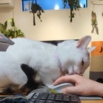 マウスを持つ手を舐める猫さん（画像提供：百円さん ※動画よりキャプチャ）