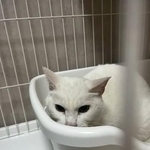 いきなり環境が変わって不安だと思う（「茂庭台にゃんこ～おうち見つけ隊～」さん提供、Xよりキャプチャ撮影）