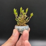 ヒメウツギの豆盆栽が「X」で話題に（画像提供：善福寺まことさん ※動画よりキャプチャ、画像を一部トリミング）