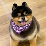唐草模様のスタイがよく似合うたろ吉ちゃん（画像提供：たろ吉(メスのポメ)の飼い主さん）