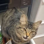 ワゴンからご飯を催促する猫ちゃんが話題に（飼い主さん提供、Instagramよりキャプチャ撮影）