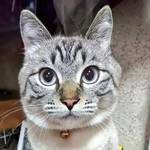 美しいブルーの瞳が素敵！ カッコいいイケニャンへと成長したリオくん（画像提供：めかりんまるさん）
