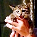 おうちに迎え入れたときのココロちゃん。生後推定2カ月でした（画像提供：ココロさん）