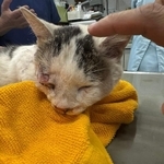 香川県内で交通事故に遭った猫ちゃんを保護（「さとう＠猫ぼっこ」さん提供）