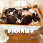 今月5日、静岡県内の住宅で猫の多頭飼育崩壊が起きていたことが分かった（「ねころび」さん提供、Instagramよりキャプチャ撮影）