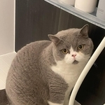 愛猫八海山くんに「ChatGPT」を使ったら…？（飼い主さん提供）