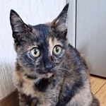 ぽんずちゃんは、右前足が少し曲がっています（画像提供：きのひとまるさん）