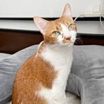 4歳_飼い主さんが寝ていたところで温まるビスケットくん（画像提供：ソックスとビスケットさん）