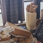 大阪で起きた猫の多頭飼育崩壊現場。玄関に1歩入っただけで悪臭がきつく、とても靴を脱いで入ることはできない劣悪な状態だった（本田さん提供、Xよりキャプチャ撮影）