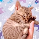 手のひらで眠る子猫が話題（三吉さん提供、動画よりキャプチャ撮影）