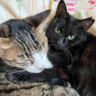 仲良く添い寝する王子くんとぐぅちゃん（画像提供：でんすけ劇場さん）