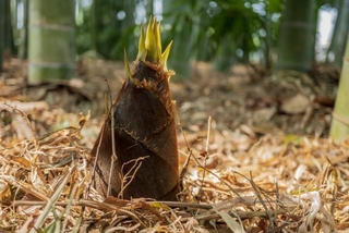 タケノコは、これぐらいの大きさのイメージですが…（yumiko/stock.adobe.com）