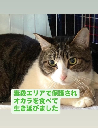 毒殺エリアから保護され、オカラを食べて生き抜いてきたというジャミくん（「大阪さくらねこの会」さん提供）