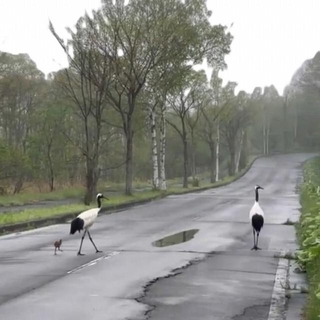 道路をわたるタンチョウの家族（画像提供：Kohei NAGIRA | 柳楽 航平さん ※動画よりキャプチャ、画像を一部トリミング）