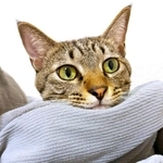 立派なイケニャンに成長したバビくん（画像提供：キジトラのバビさん）