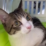 猫風邪などを患っていたが、今は元気に！(保護ボランティア「コア」さん提供、Instagramよりキャプチャ撮影)