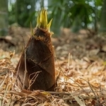 タケノコは、これぐらいの大きさのイメージですが…（yumiko/stock.adobe.com）