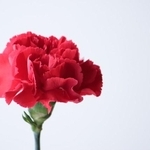カーネーション　※写真はイメージ（satsuki/stock.adobe.com）