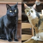 黒猫の夜ちゃん（左）、三毛の月ちゃん（右）