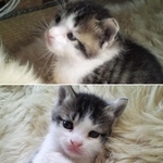 子猫の頃。とってもちいさくて可愛らしかった（まっちゃんさん提供）