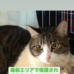 毒殺エリアから保護され、オカラを食べて生き抜いてきたというジャミくん（「大阪さくらねこの会」さん提供）