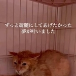 猫エイズや口内の潰瘍など体がボロボロだったというキルトくん(まねきねこさん提供、Instagramよりキャプチャ撮影)