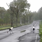 道路をわたるタンチョウの家族（画像提供：Kohei NAGIRA | 柳楽 航平さん ※動画よりキャプチャ、画像を一部トリミング）