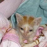 亡き愛猫ルルちゃん