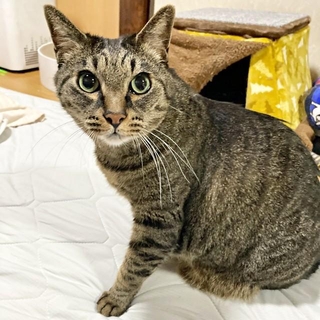 凛々しい顔つきがかっこいい蓮くん（画像提供：うにねこさん）