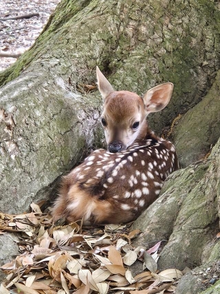 奈良公園で木の根元に横たわる子ジカについて、注意喚起する投稿がXで話題に（「奈良ならでは」さん提供）