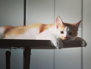 子猫時代、おうちに慣れてきたノイくん（画像提供：ノイさん）