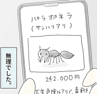 なんと24万2000円という高額なアリ（まめねこさん提供）