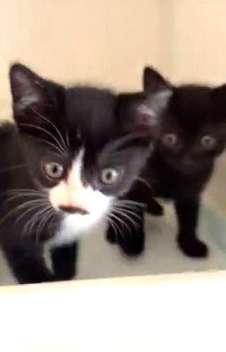 保護された子猫たちは元気です！（ hinataboccoさん提供、Xよりキャプチャ撮影）