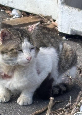 愛媛県今治市内で刃物のようなもので切られる猫が相次いだという（タノビケルトさん提供）
