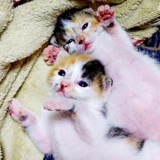 生後間もないころ（手前）クラちゃん（後ろ）ステラちゃん（画像提供：junさん）