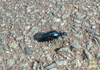 触るとかぶれや水ぶくれが…身近にいる毒虫「ツチハンミョウ」に要注意！