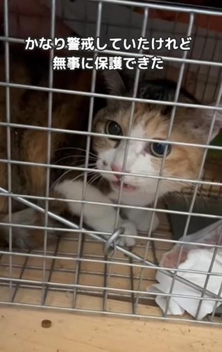 チコちゃんは警戒していたが、捕獲器に入り無事に保護！（「もふっこひだ」さん提供、Instagramよりキャプチャ撮影）