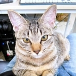 飼い主さんのお腹の上でまったり♪ ゴールドの瞳が素敵なテンちゃん（画像提供：安田武史さん）
