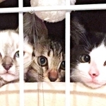 仲良し3兄妹（左から）シロくん、トラちゃん、クロちゃん（画像提供：またまた一匹増えて五猫（ｺﾞﾆｬﾝ）のぱぱになりました。さん）