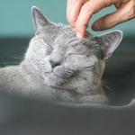猫を1匹飼育するにはさまざまな費用がかかります。※画像はイメージです。（GINZI/stock.adobe.com/）