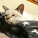 今にも寝落ちしそうなサムくん（画像提供：またまた一匹増えて五猫（ｺﾞﾆｬﾝ）のぱぱになりました。）