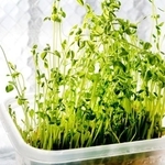 「豆苗がうまく再生しない…」　実は、カットの仕方が原因だった！？※画像はイメージです（kariphoto/stock.adobe.com）